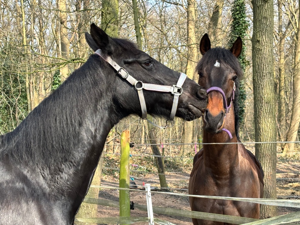 ansa met paard 1