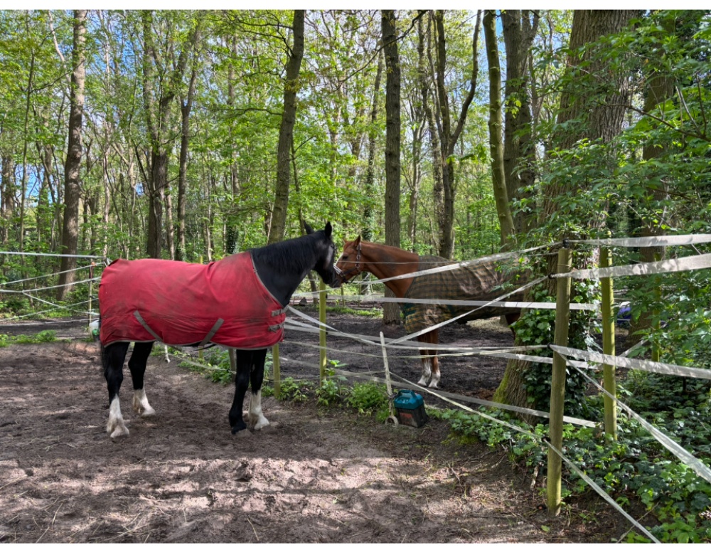 ansa met paard 2