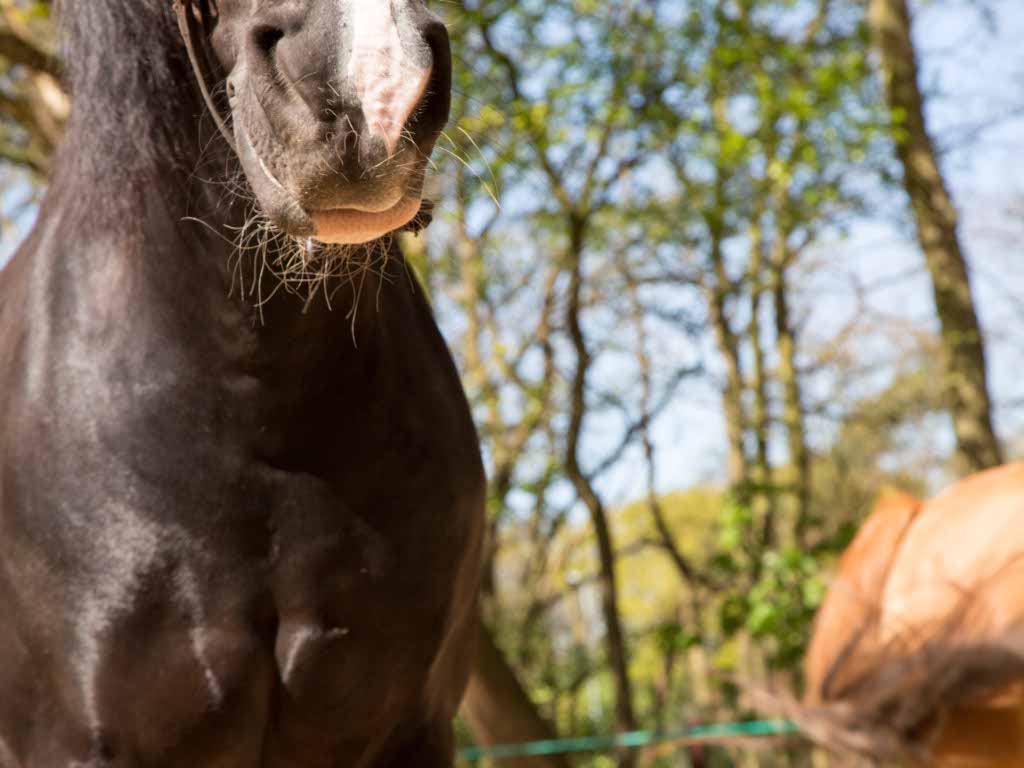 Ansa met paard