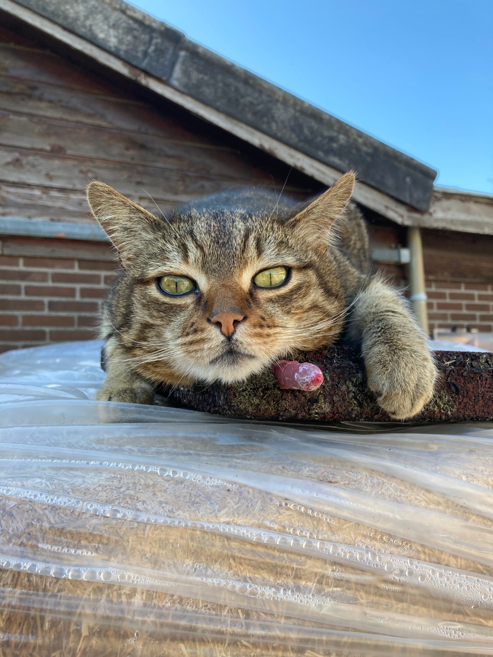umi stal kat