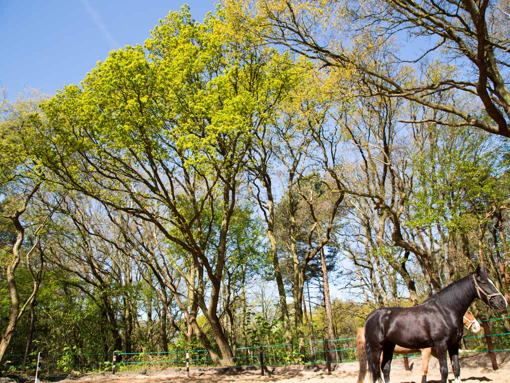 Duindigt paddock, groot 2, Ansa + 1.jpg