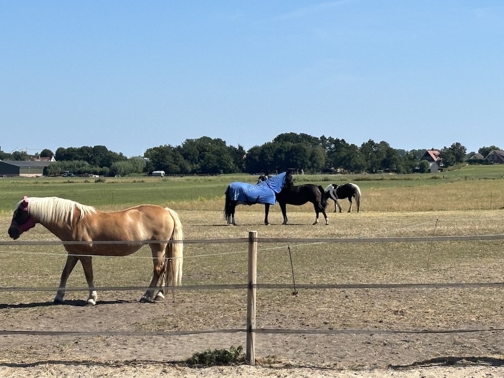 Ansa en een ander paard verzorgen elkaar in het weiland in Leidschendam