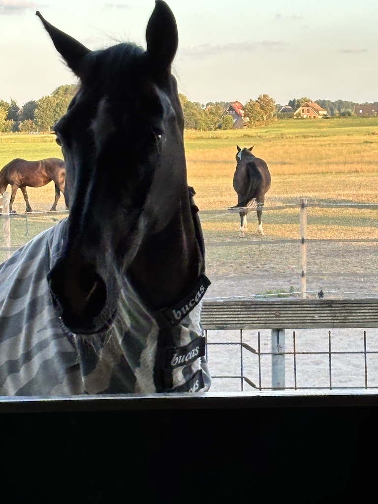 Ansa in gouden licht met twee paarden uit de kudde op de achtergrond