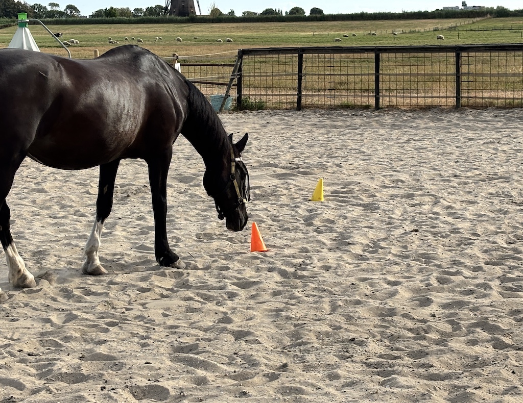 Ansa bij een gele en oranje pion in de paddock, met molen op de achtergrond