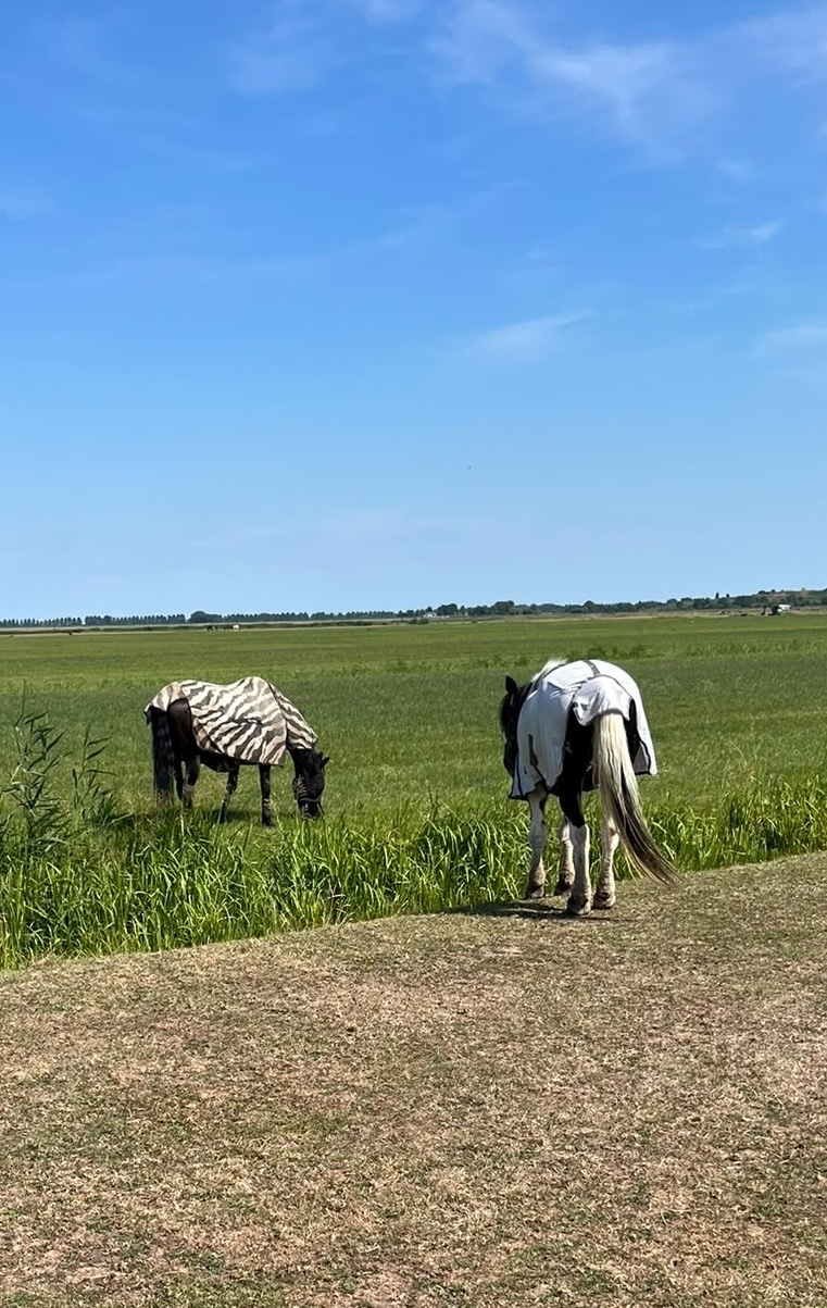Ansa met een ander paard in het weiland bij Leidschendam, regio Den Haag