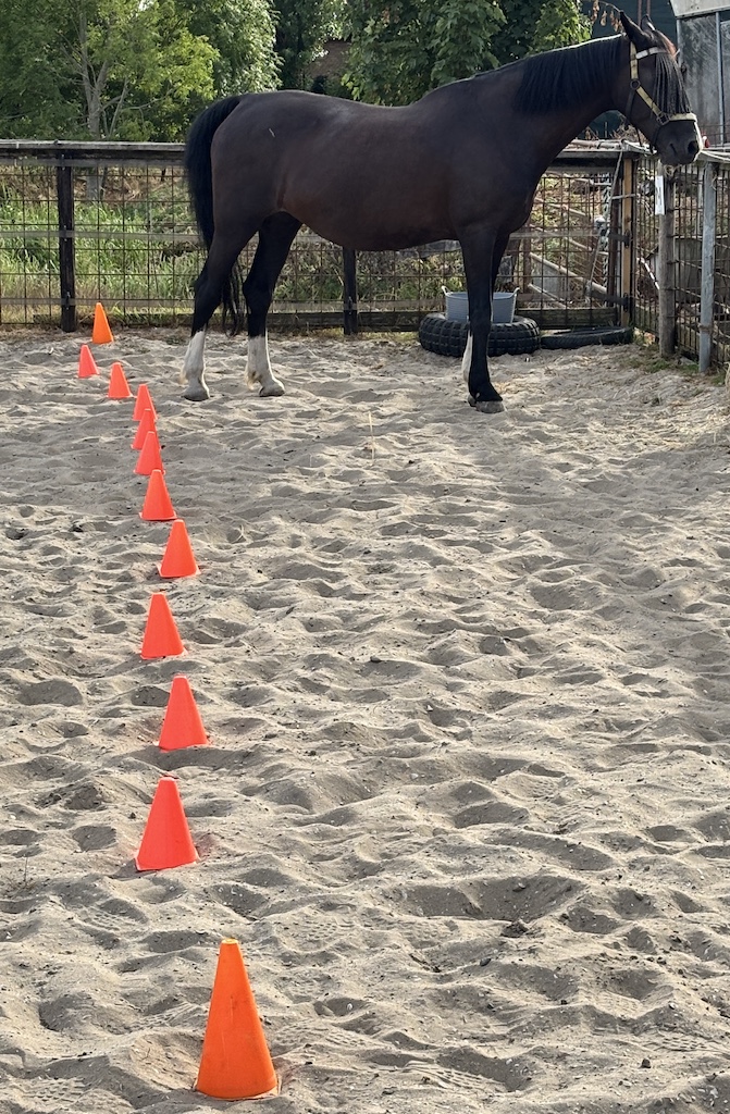 Ansa bij een opstelling van pionnen in de bak — teamcoaching met paard